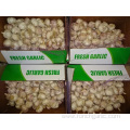 Export Standard New Fresh Normal White Garlic